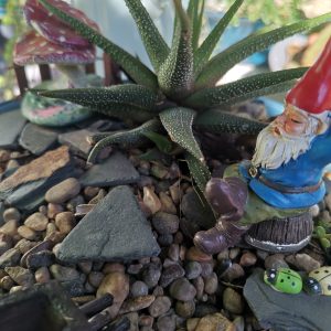 A Gnome's Abode